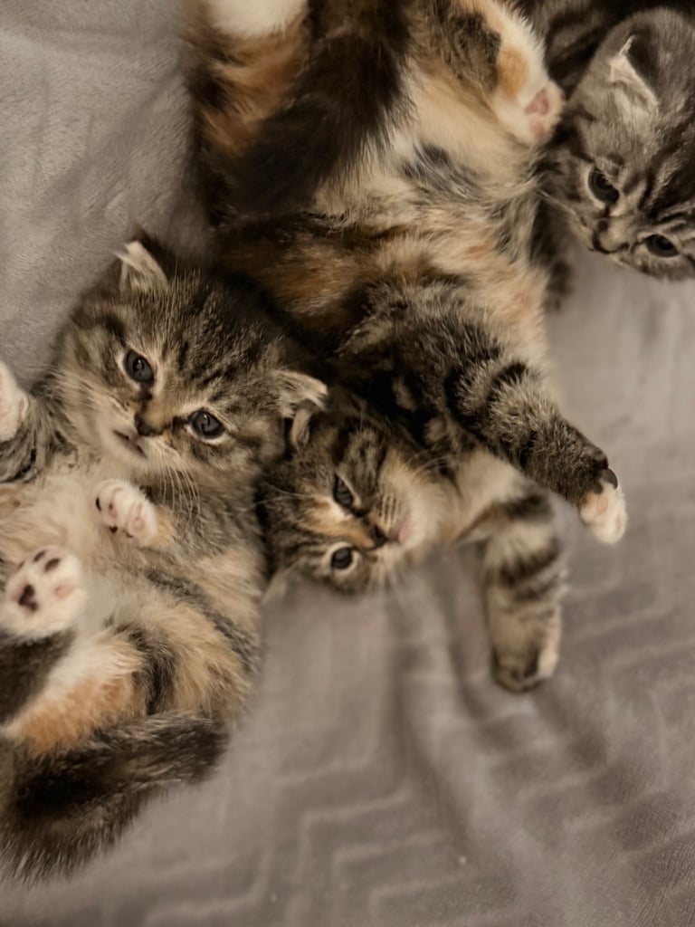 Kittens