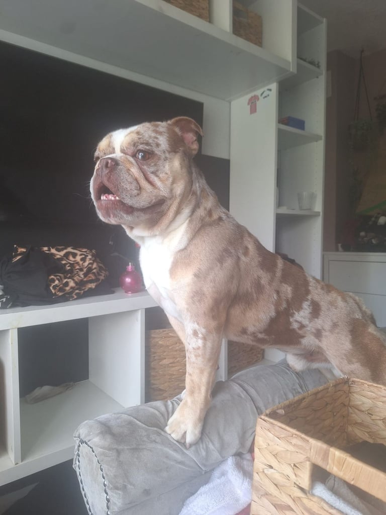 English Bulldog 