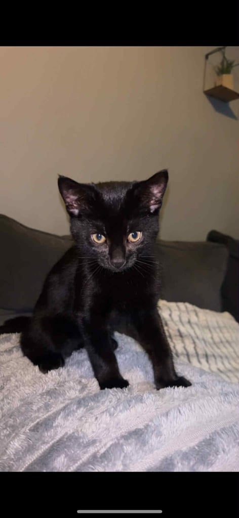 image for Kittens