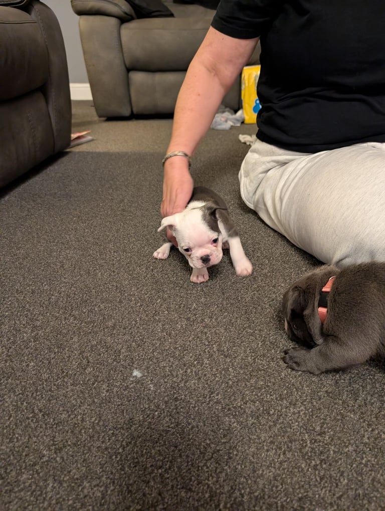 Frenchton pups