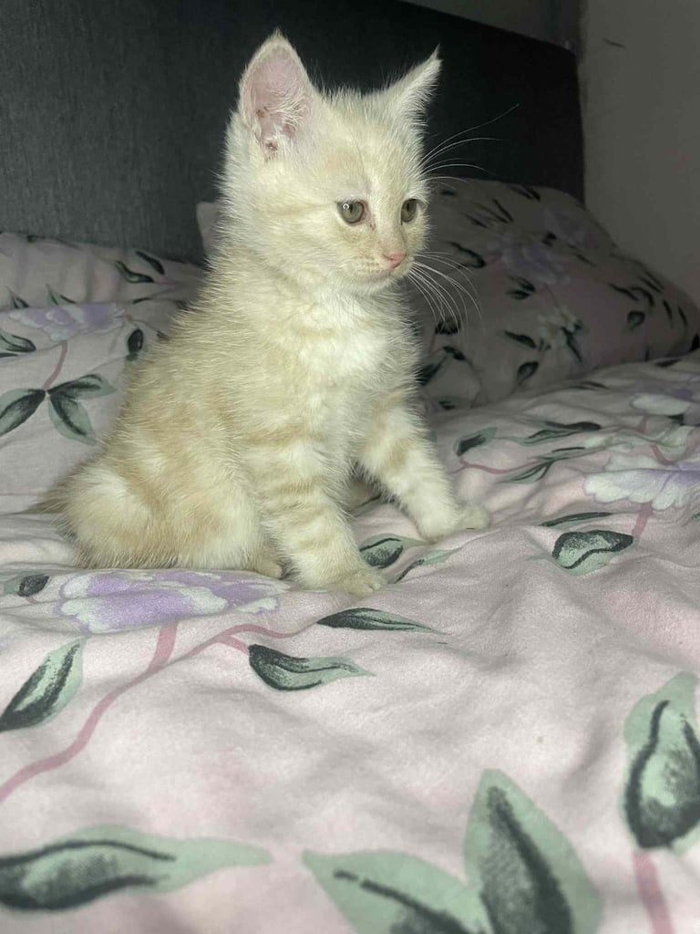 Ragdoll x maincoon fluffy kittens