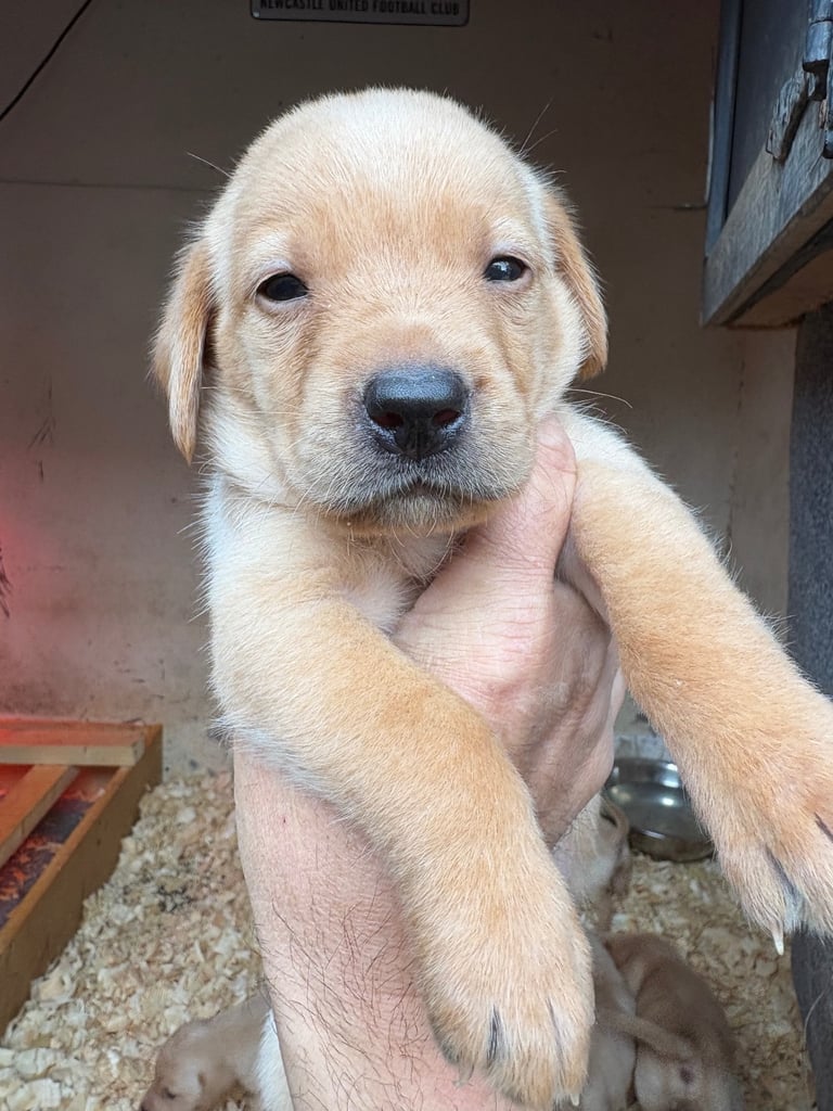 Labrador pups 