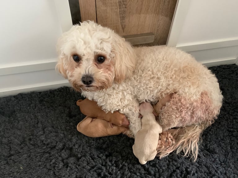 Cavapoochon puppies 