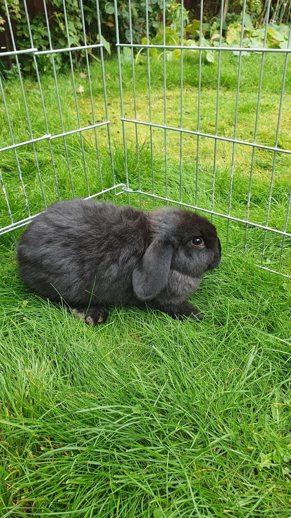 Mini lop bunnies 🐰 for sale 