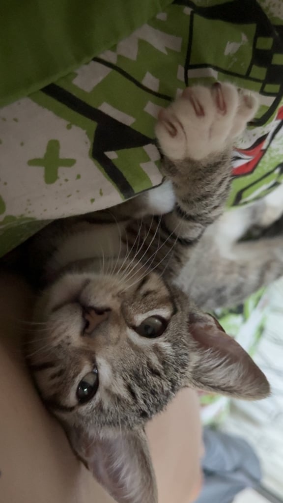Two kittens