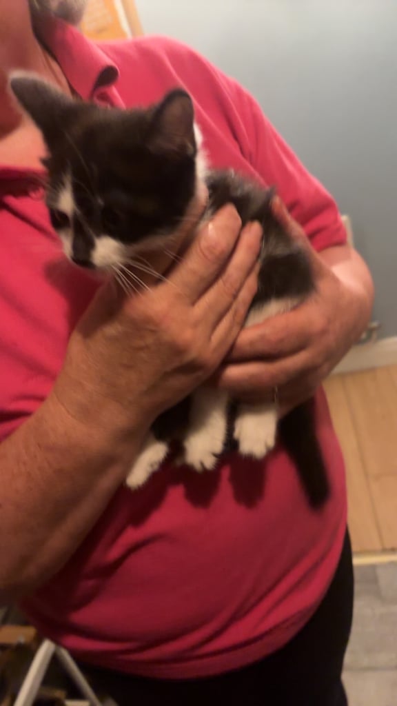 Kittens 