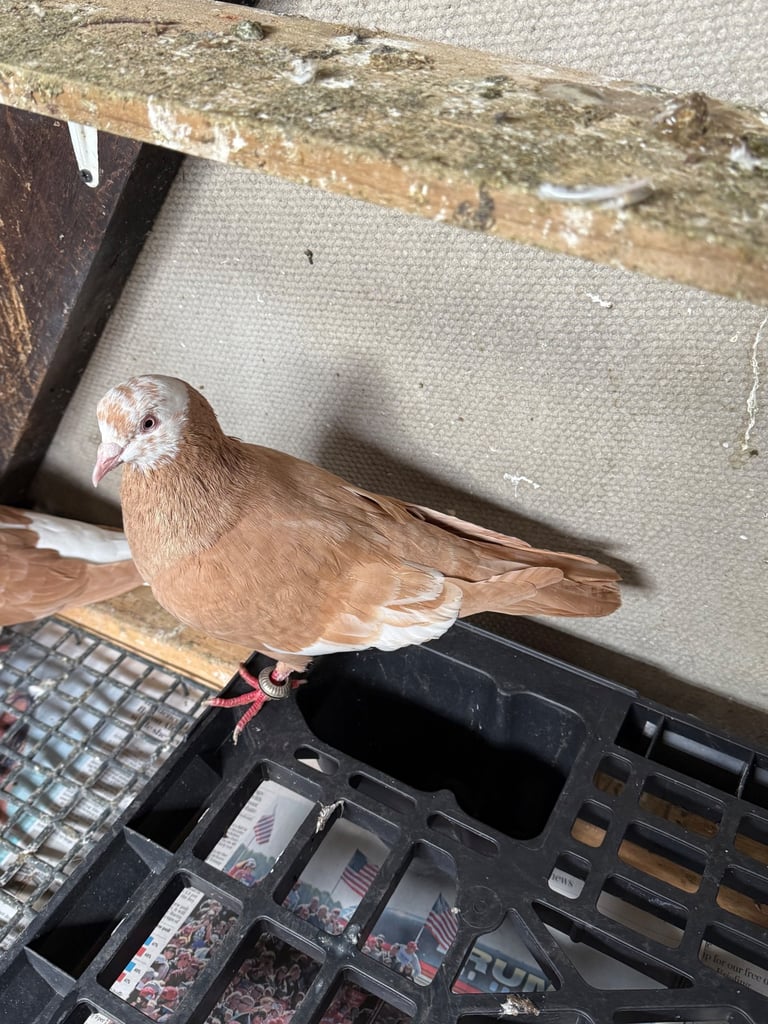 Afghan pigeons 