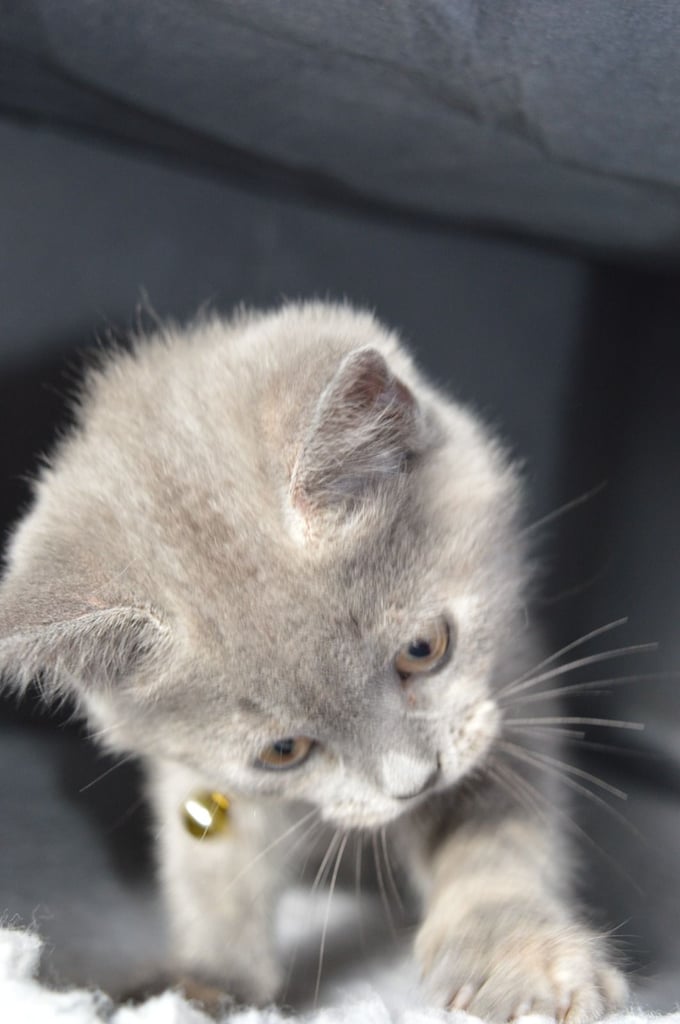 🐾 Adorable British Shorthair Kitten Girl ❤️