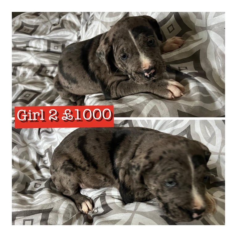 Staffy X cane corso puppies 