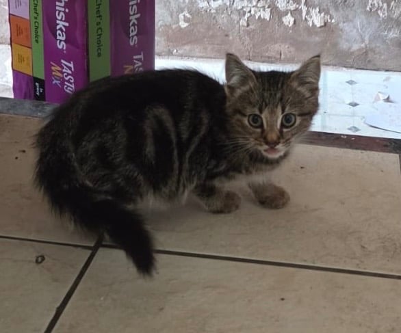 3 KITTENS READY TO GO 12 WEEKS OLD 
