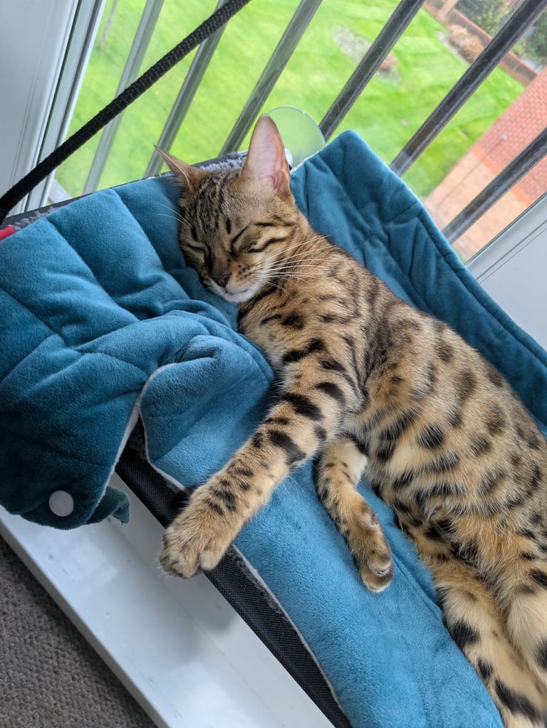 Leash trained Bengal Female looking for home 