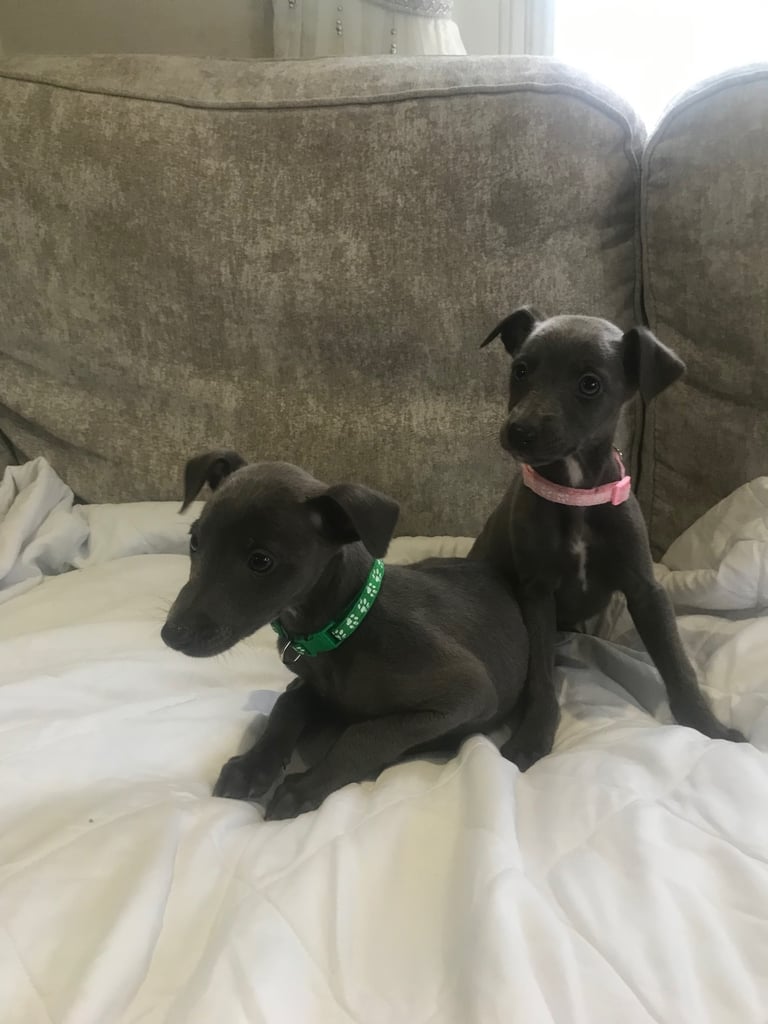 Whippet puppies 