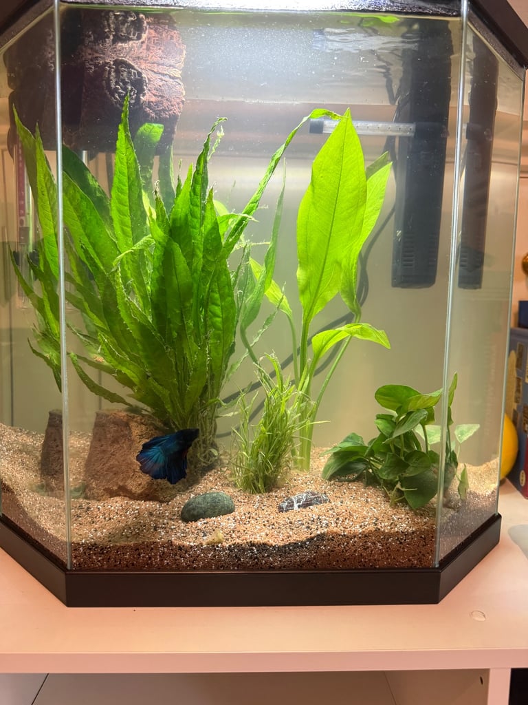 Blue Siamese Fighting Fish 