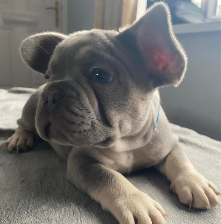French Bulldog Puppies 