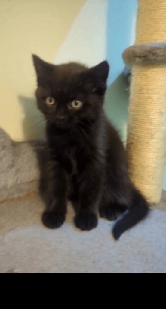 image for 🐾BSH KITTEN READY FOR FOREVER HOME🐾