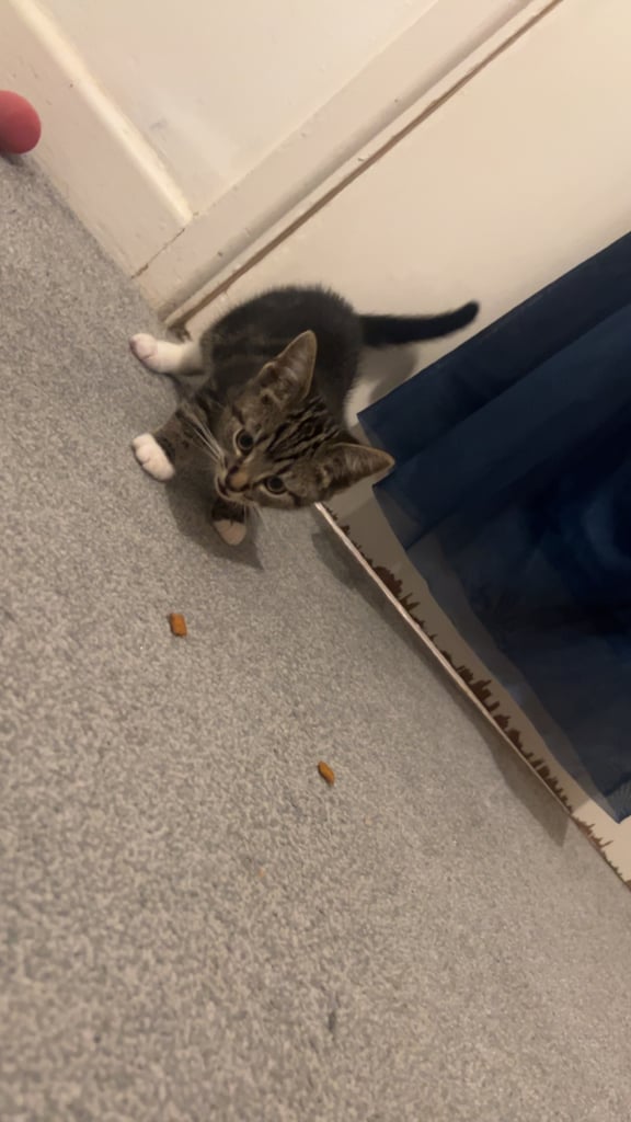 Tabby kittens 
