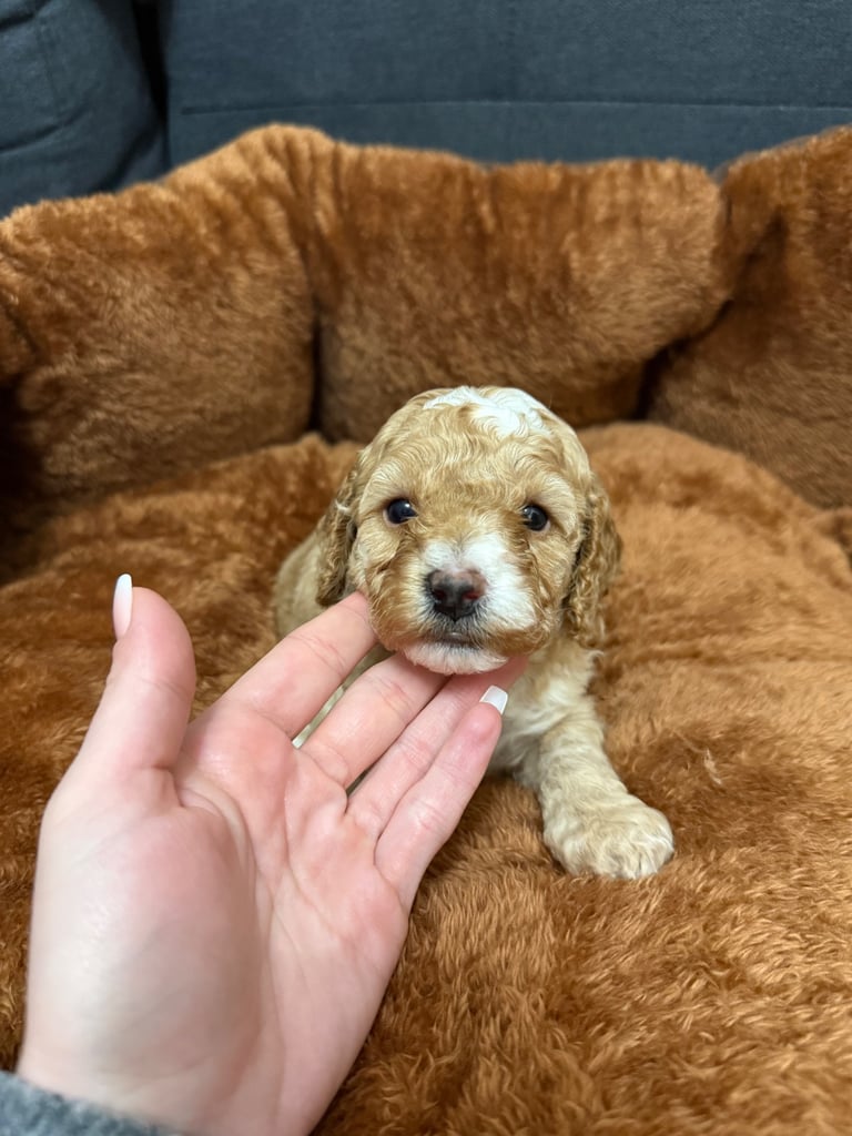 5 Beautiful Miniature Poodles For Sale 