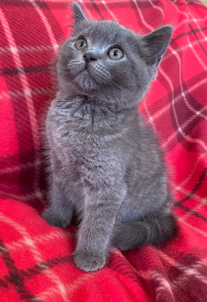 British shorthair kitten