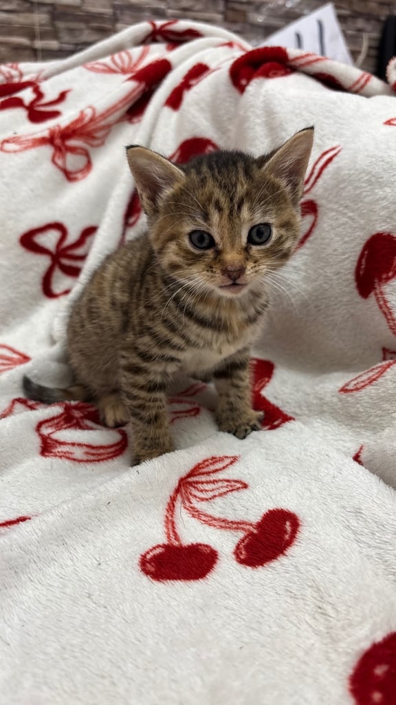 Parent Cat and Kittens for sale