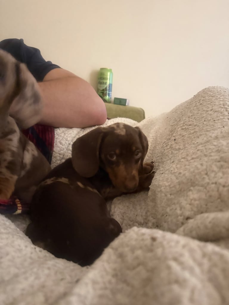 Ready to go! 1 boy left Miniature dachshunds puppies 