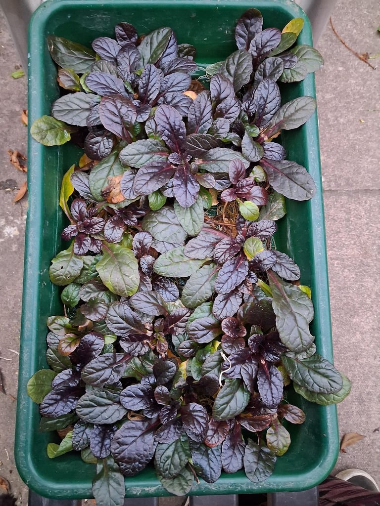 Ajuga Reptans 'Black Scallop' plants 