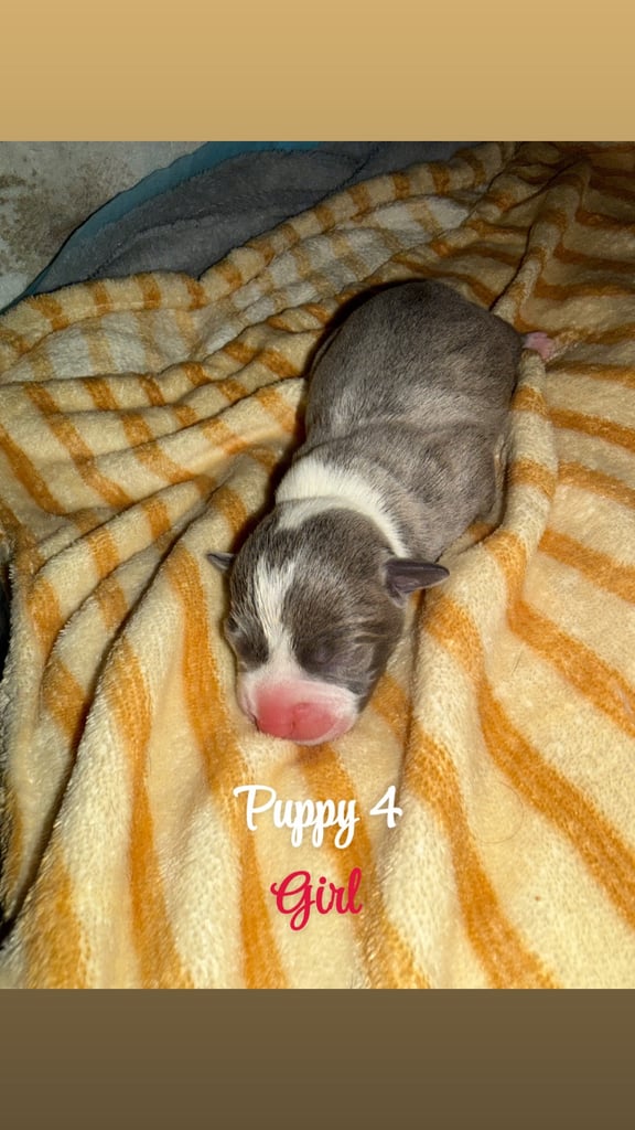 Staffordshire bull terrier puppies