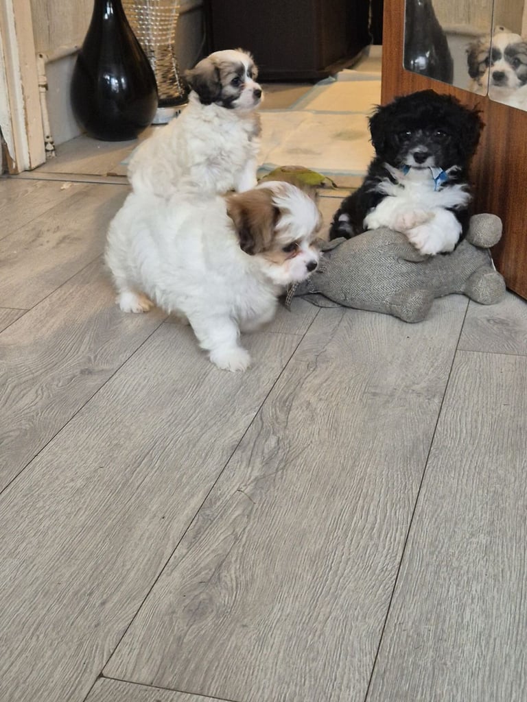 mix breed puppy (dog)