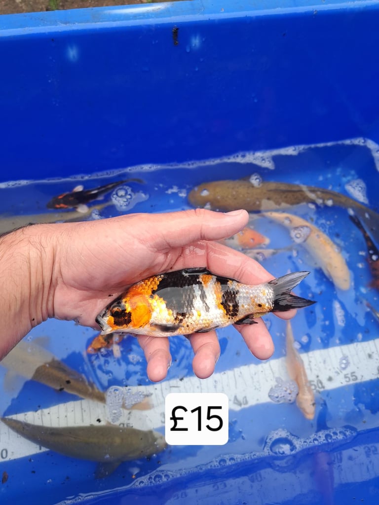 Koi for sale