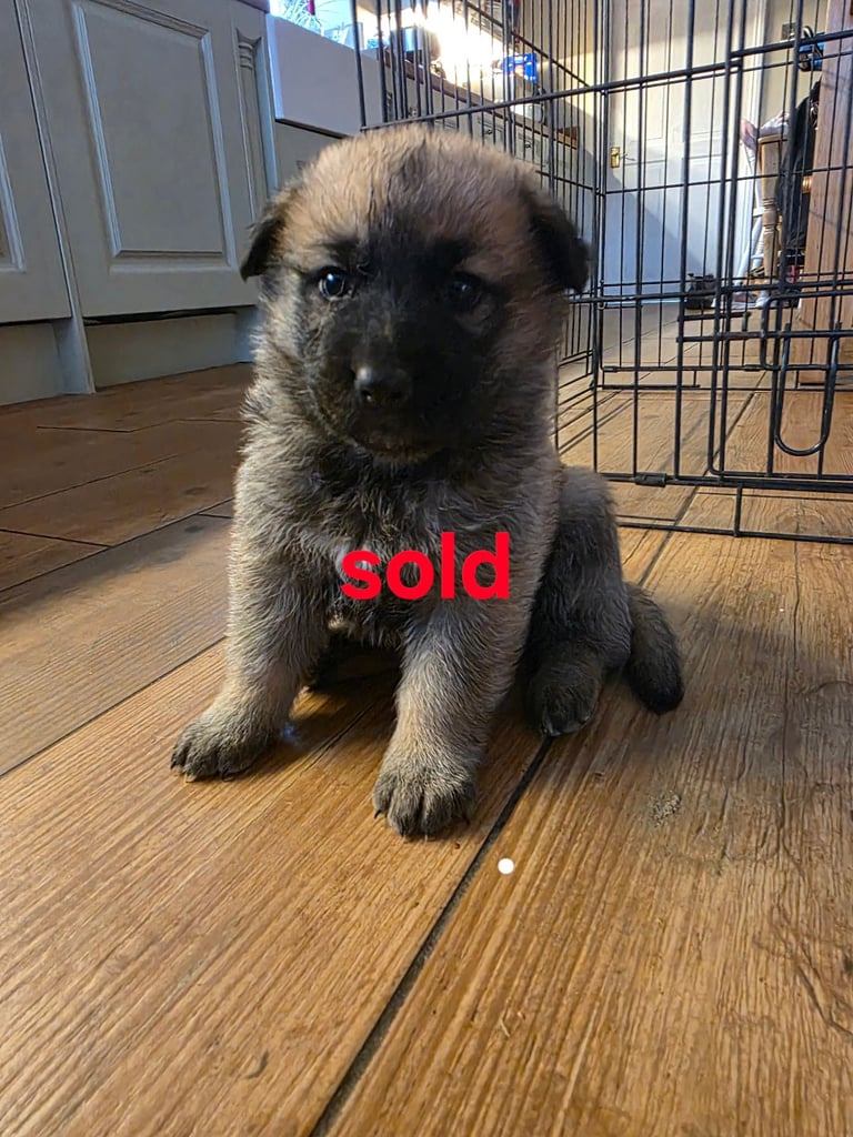 image for German shepherd cross puppies ***all reseved***