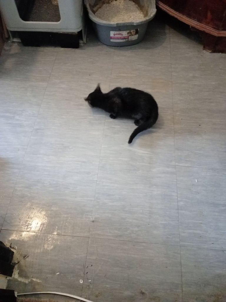 4 kittens 3 black 1 tortoise shell 