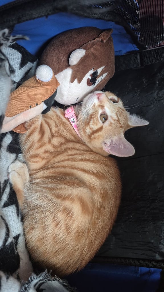 Female ginger tabby cat 