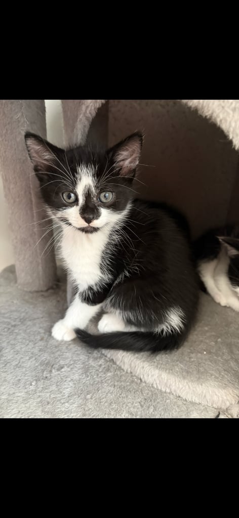 image for Beautiful kittens