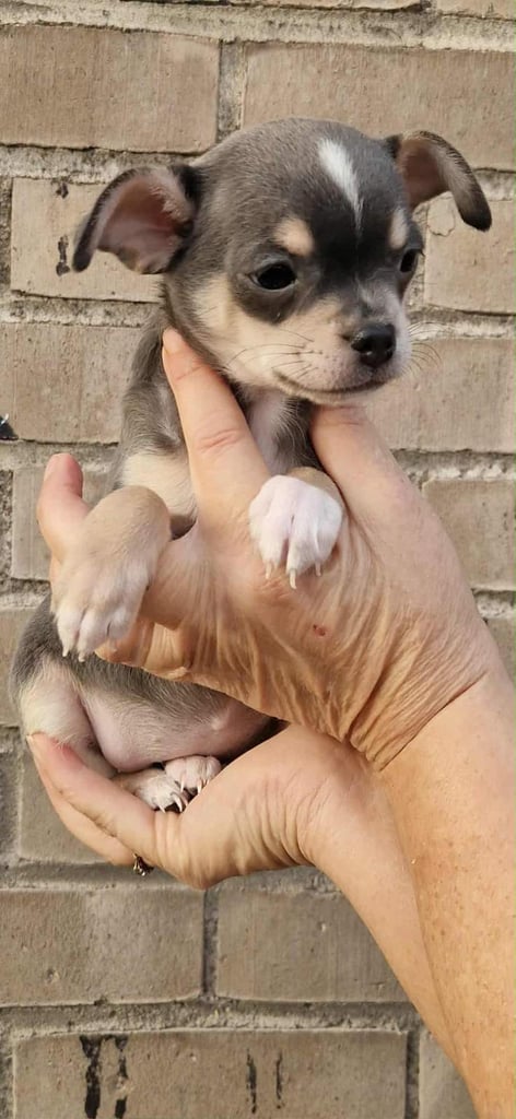 🐾 🩷 Blue Chihuahua Girls – 7 Weeks Old 🐾