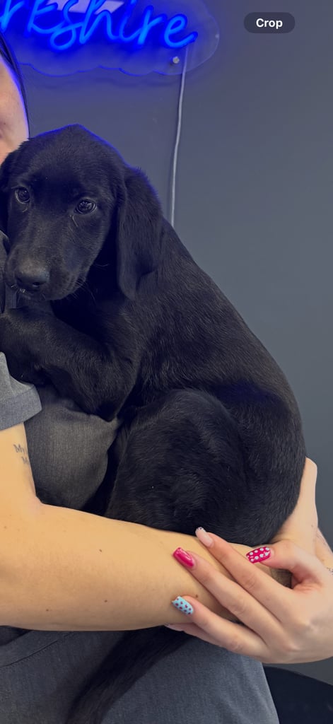 11 week old Labrador puppy needing rehomed 