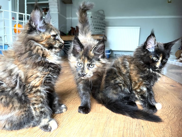 Pedigree Maine Coon kittens
