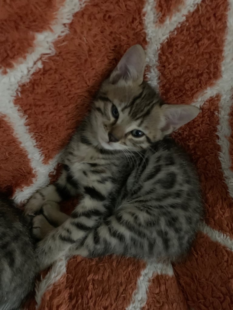 3 beautiful bengal kittens 10 weeks old 