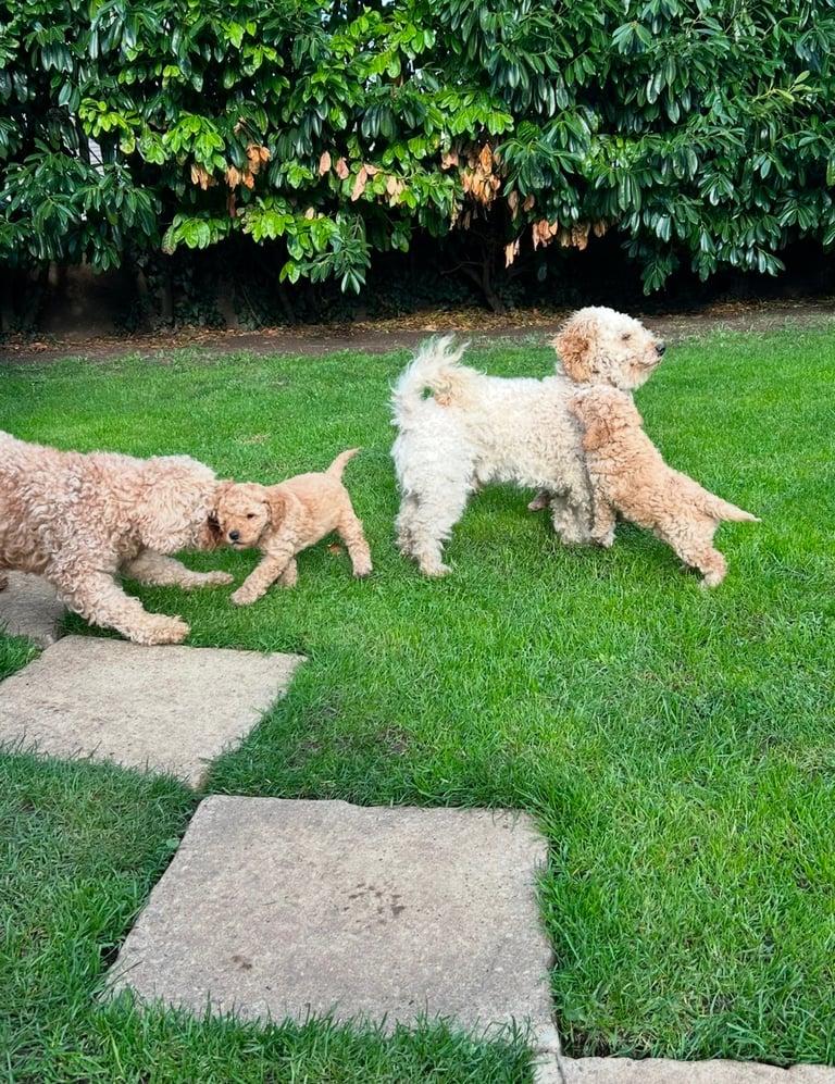 Cockapoo puppies 