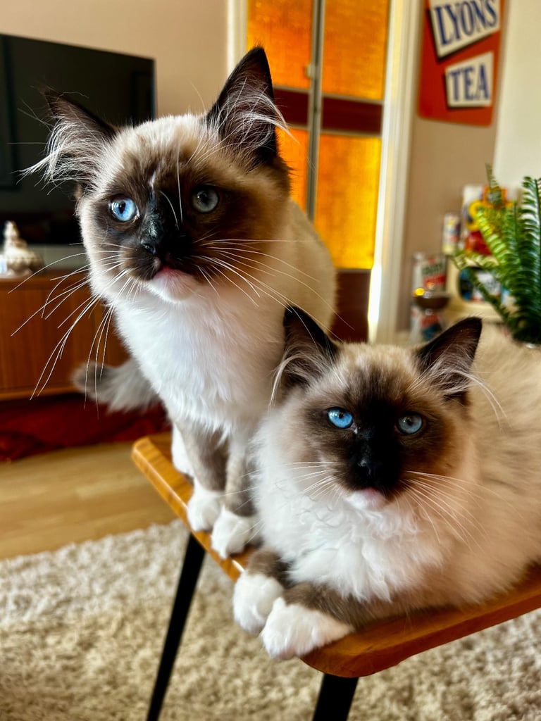 Pedigree Ragdolls seeking loving homes 