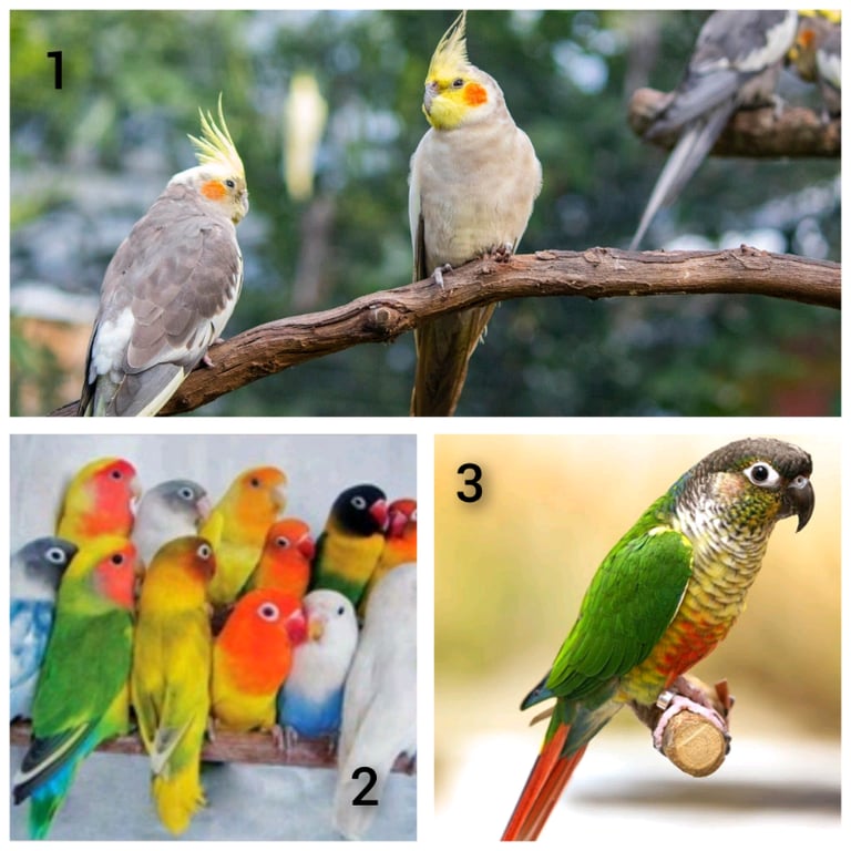 Birds Canaries Canary Finch Budgies & Cockatiels in Newcastle, Tyne