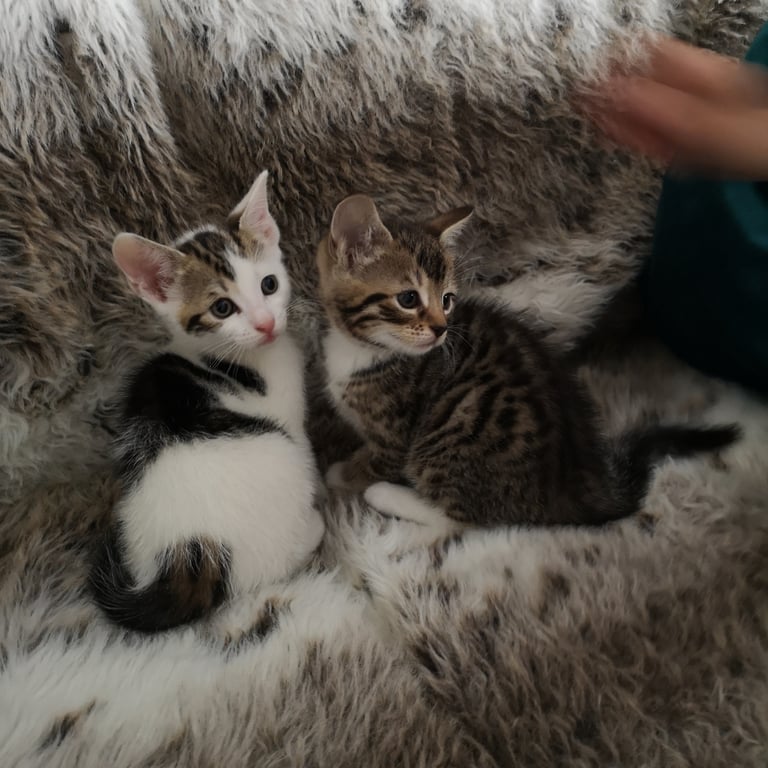 3 lovely kittens for sale only 1 left 