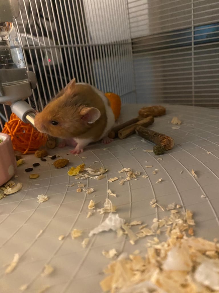 Syrian hamster
