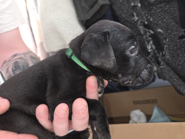 image for Labrador cross puppies 