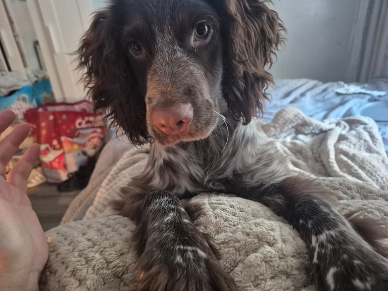 6 month old springer spaniel