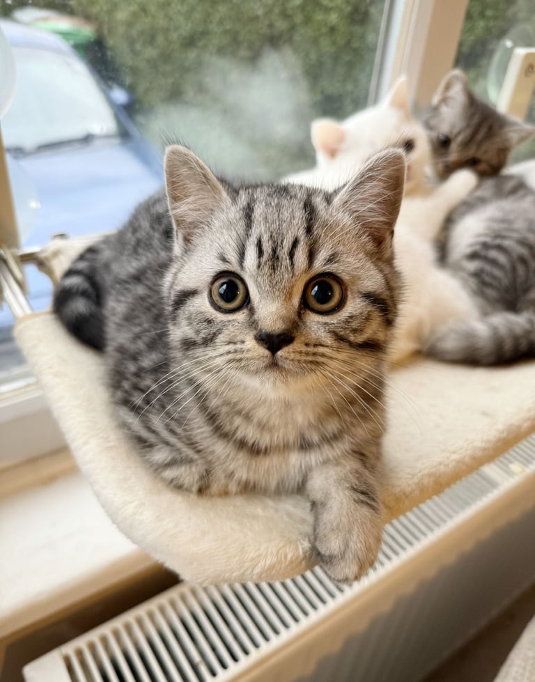 Pure BSH kittens ready to go now 