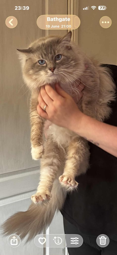 edinburgh female ragdoll kitten