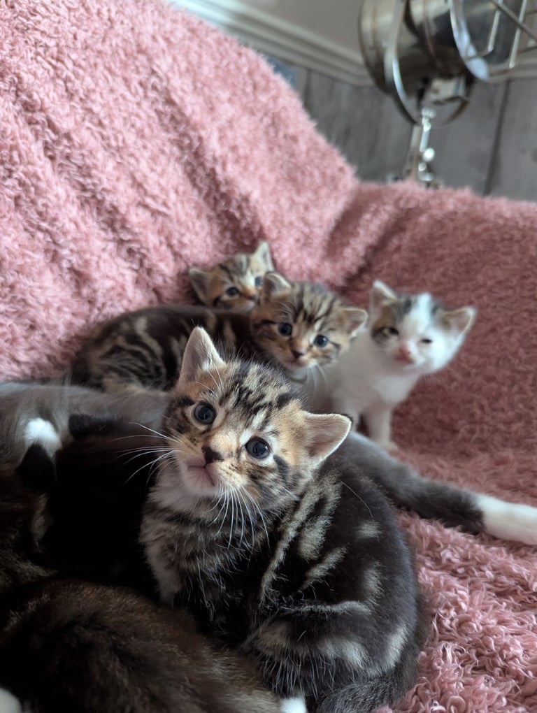 Kittens 