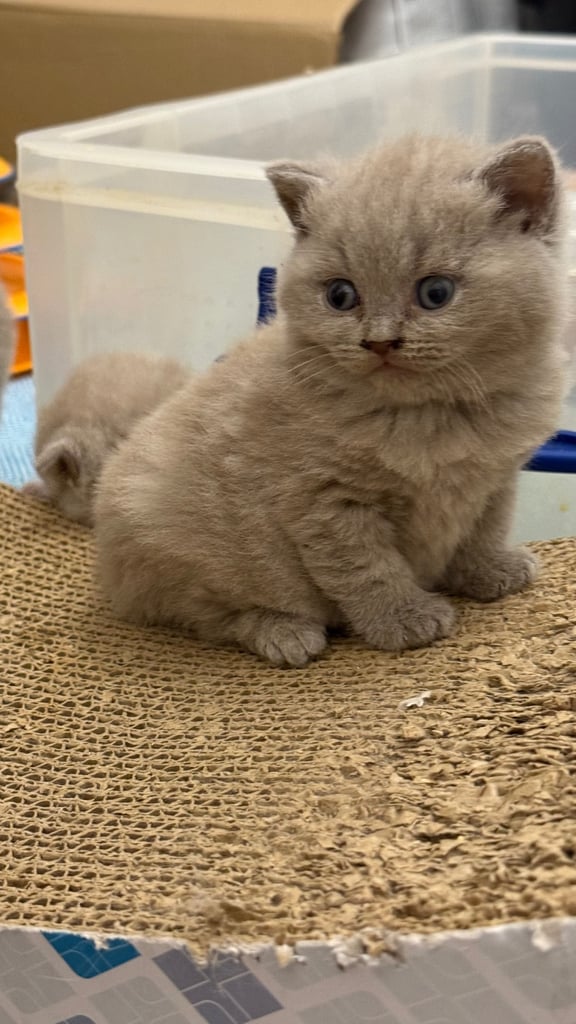 Pedigree BSH kittens 