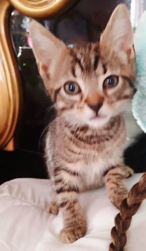 Bengal kittens male females available