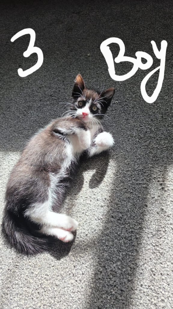 Kittens for sale