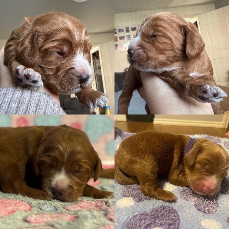 Gorgeous F2b Cockapoo puppies ready to reserve